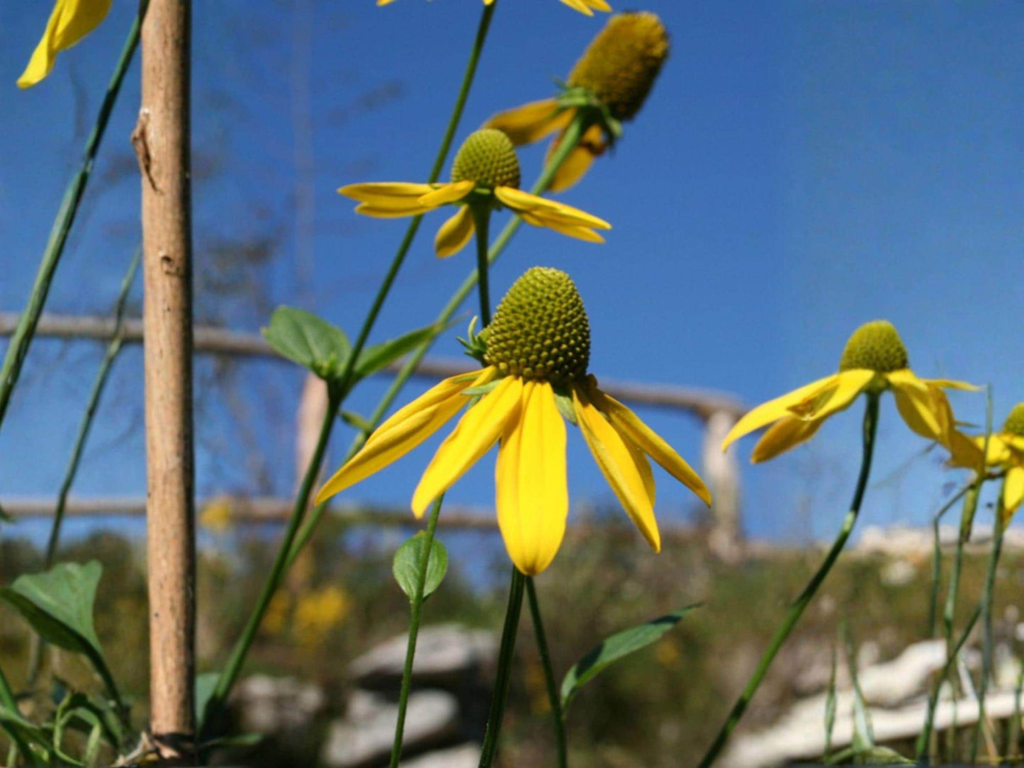 Rudbeckia Laciniata Ampla Seeds – Tall Native Perennial Wildflower – Bright Yellow Cutleaf Coneflower for Pollinator Gardens