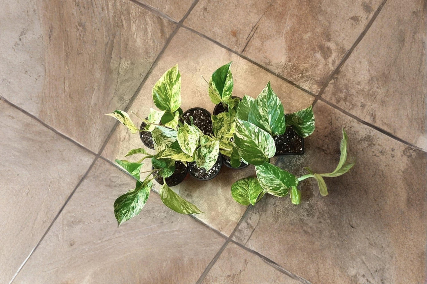 Marble Queen Pothos Rooted Cuttings, Variegated Epipremnum aureum, Trailing Houseplant, Indoor Vine, Green and White Foliage