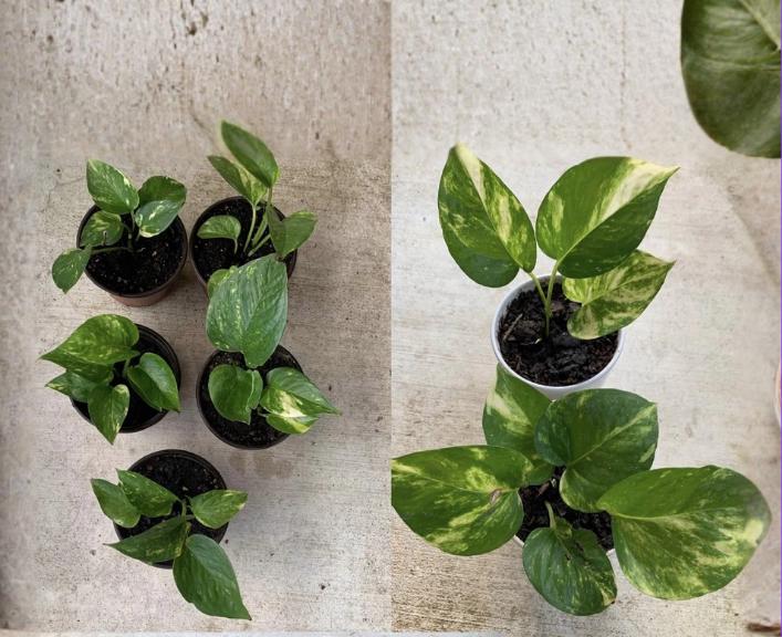 Giant Variegated Golden Hawaiian Pothos Rooted Cuttings Epipremnum aureum Indoor Houseplant, Trailing Vine