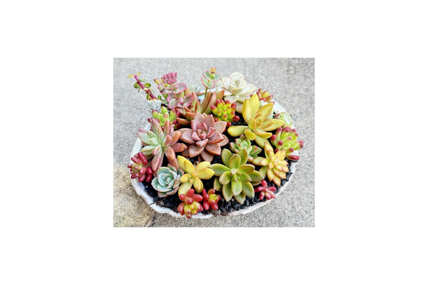 Assorted Rosette Succulents Collection - 10 Unrooted Cuttings, Colorful Foliage, Drought-Tolerant, Perennial, Cactus & Succulent Mix