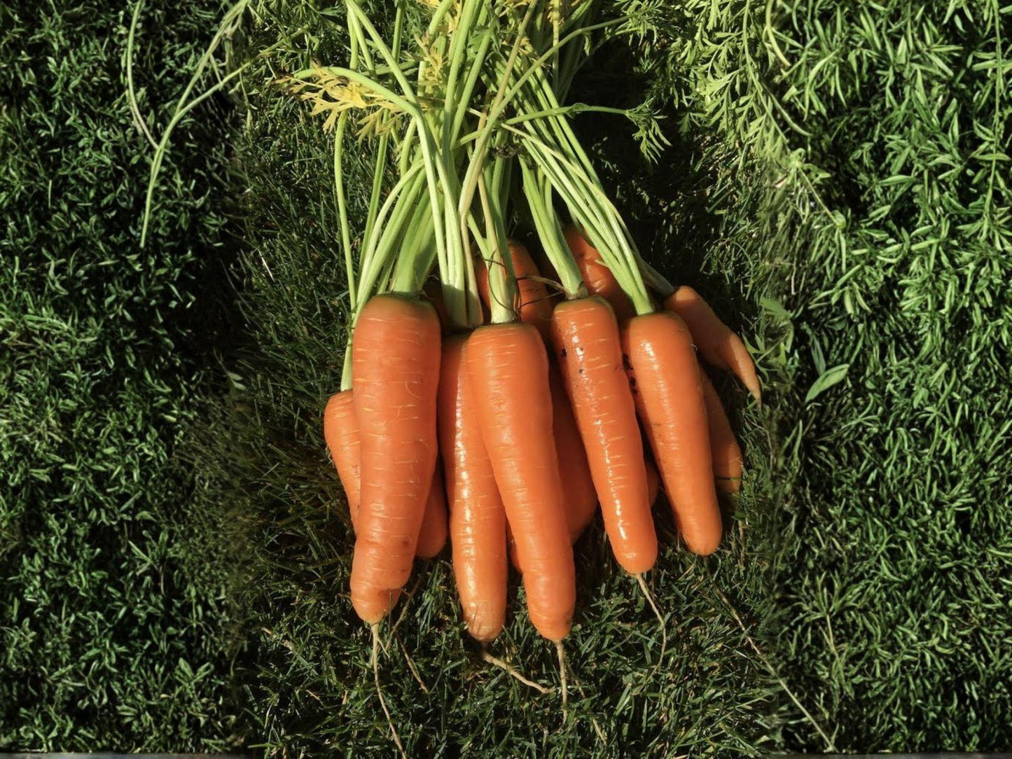 Scarlet Nantes Carrot Seeds – 500 Heirloom Bright Orange Root Vegetable for Spring & Fall Garden, Crisp, Sweet, Cylindrical Roots