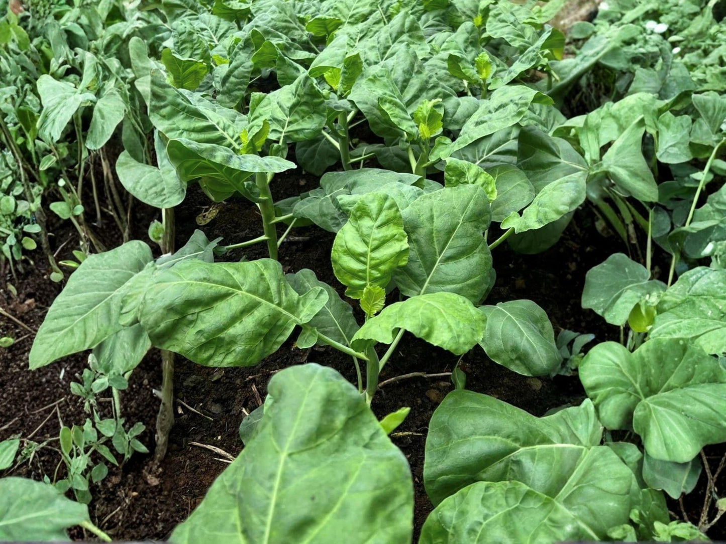 Kailaan Chinese Broccoli Seeds – 300 Open Pollinated Gai Lan for Asian Garden, Stir-Fry, and Home Gardening
