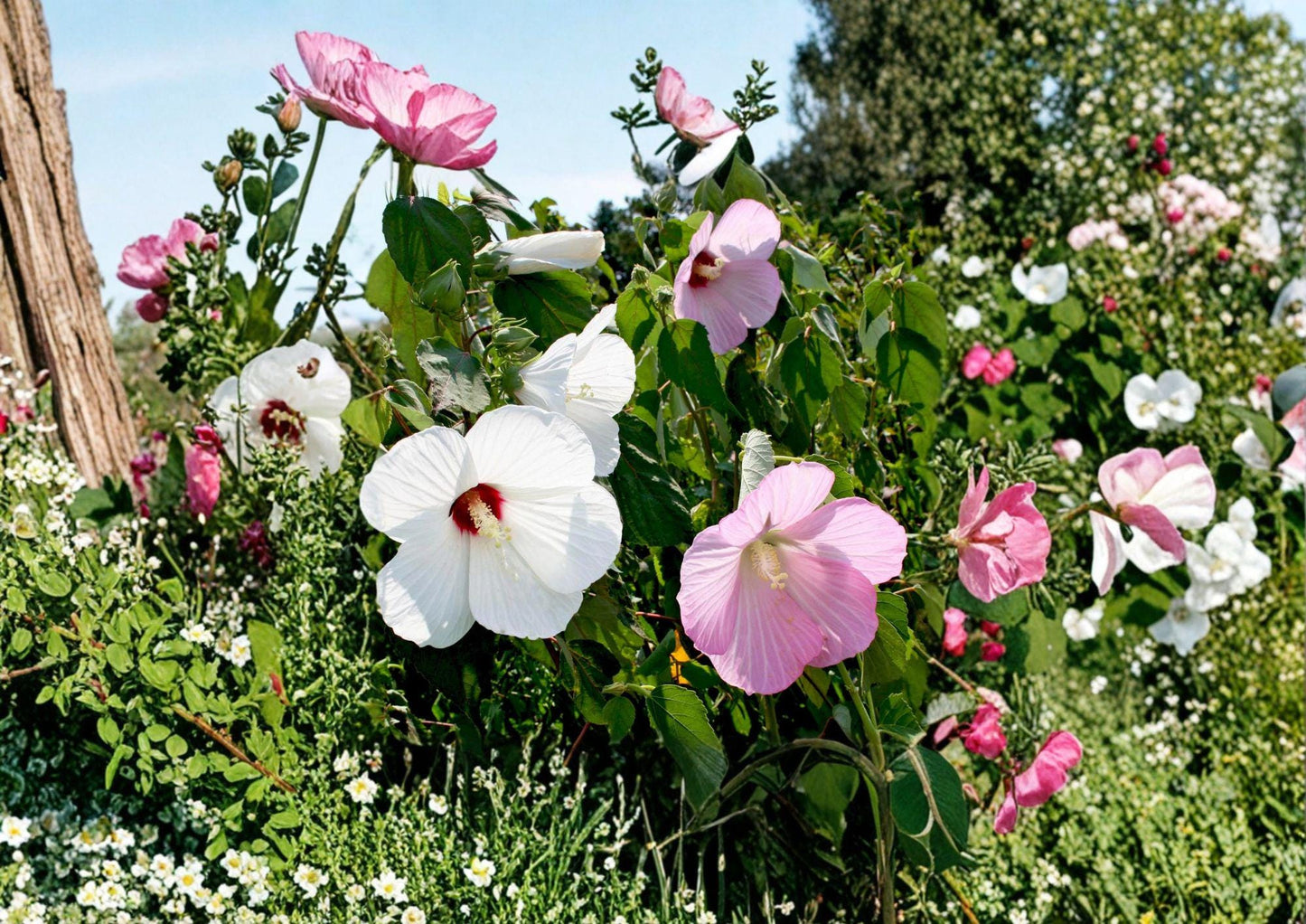 Swamp Rose Mallow Seeds – 30 Native Hibiscus moscheutos Perennial with Large Pink & White Flowers for Wetlands & Rain Gardens