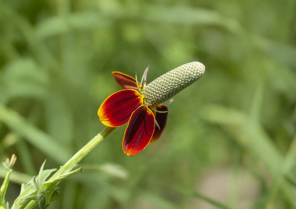 Mexican Hat Wildflower Seeds – Red and Yellow Ratibida columnifera var. pulchra – Native Prairie Drought-Tolerant Perennial Seeds