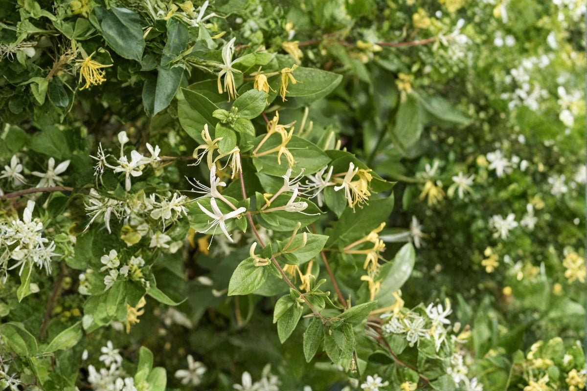 Japanese Honeysuckle Cuttings Unrooted 15, Lonicera japonica, Fragrant White Yellow Flowers, Climbing Vine for Fences & Trellises