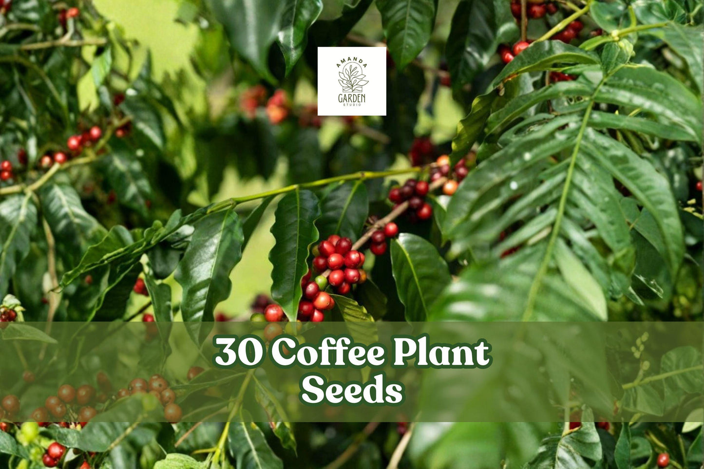 30 Coffee Plant Seeds – Coffea Arabica Tropical Indoor Plant for Pots & Greenhouse Cultivation