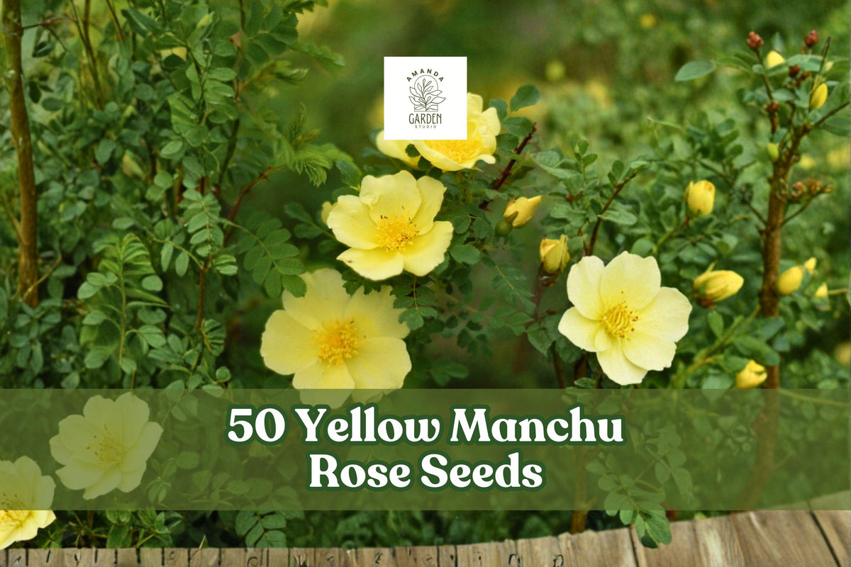Yellow Manchu Rose Seeds – Rosa xanthina Deciduous Shrub with Bright Yellow Spring Blooms, Hardy Ornamental Rose for Garden Borders