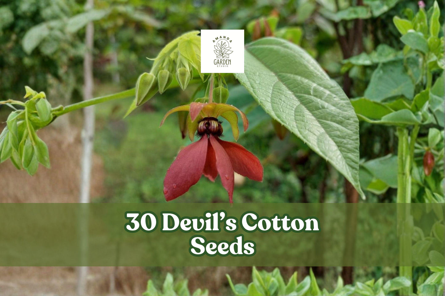 30 Abroma augusta Seeds – Rare Tropical Flowering Plant with Dark Maroon to Purple Blooms for Garden or Greenhouse