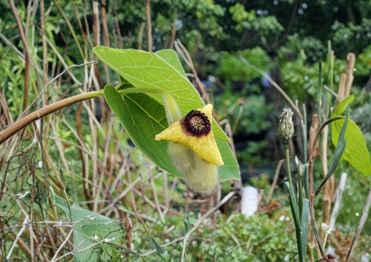 Wooly Dutchman's Pipevine Seeds – Aristolochia tomentosa Native Climbing Vine for Gardens & Wildlife Habitat
