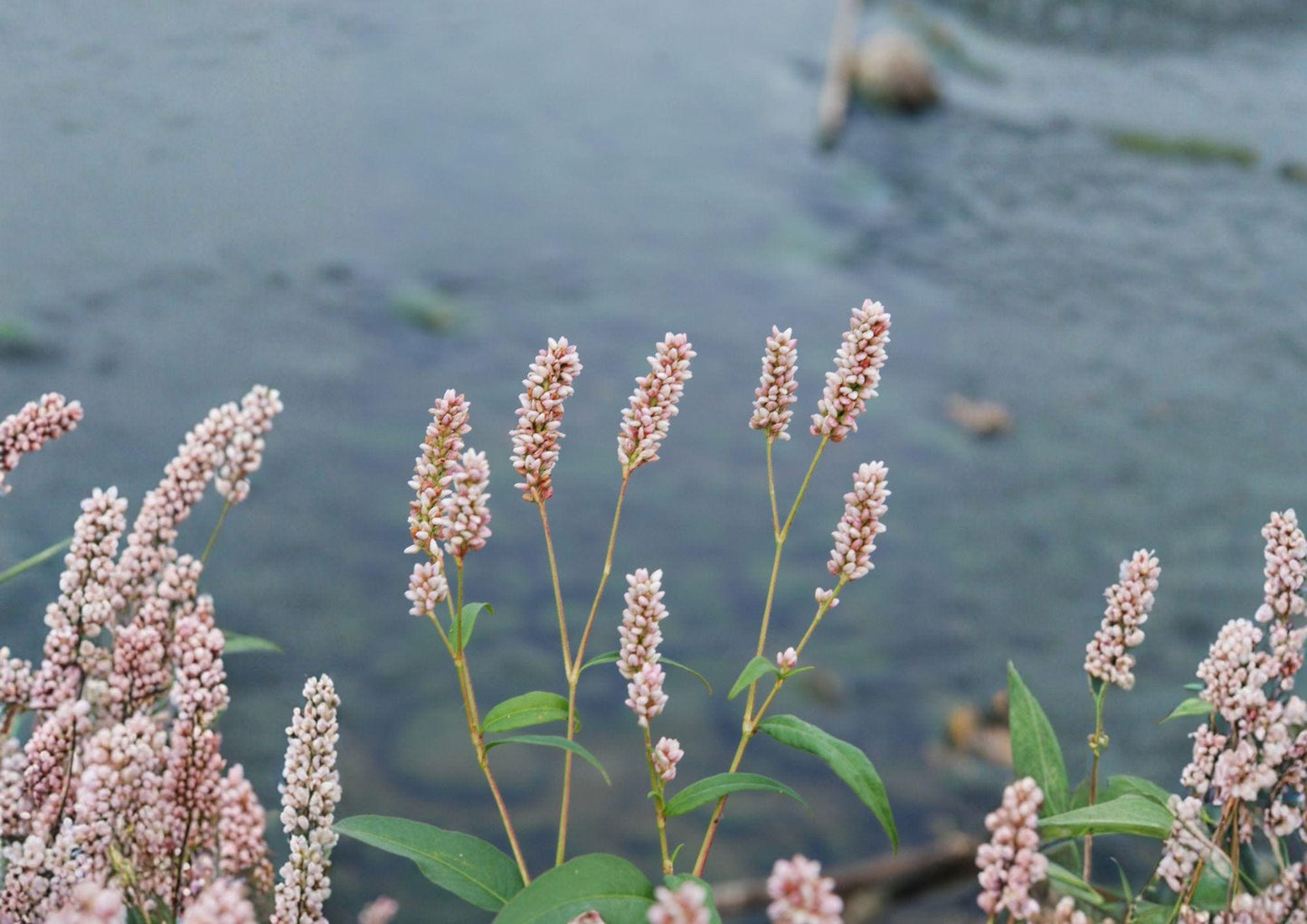 Pinkweed Seeds, Native Wildflower, Pollinator-Friendly, Persicaria pensylvanica, Pink Smartweed, Wildflower Seeds for Meadow & Wetlands