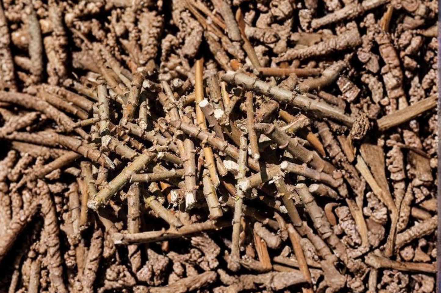 Cassava Cuttings Assorted Sizes - Manihot esculenta Tropical Perennial Shrub for Planting