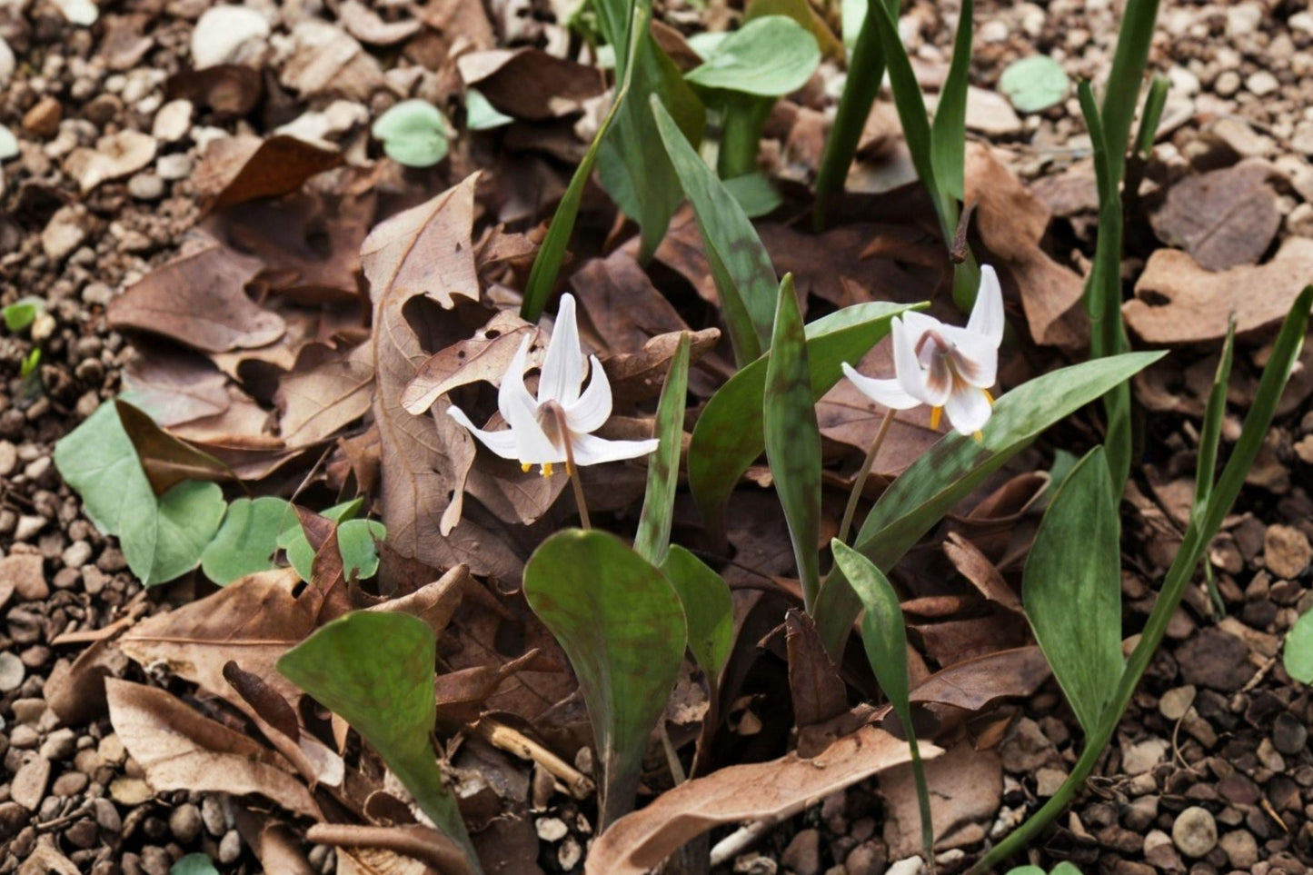 White Trout Lily Seeds – Native Spring Wildflower for Shade Gardens – Erythronium albidum