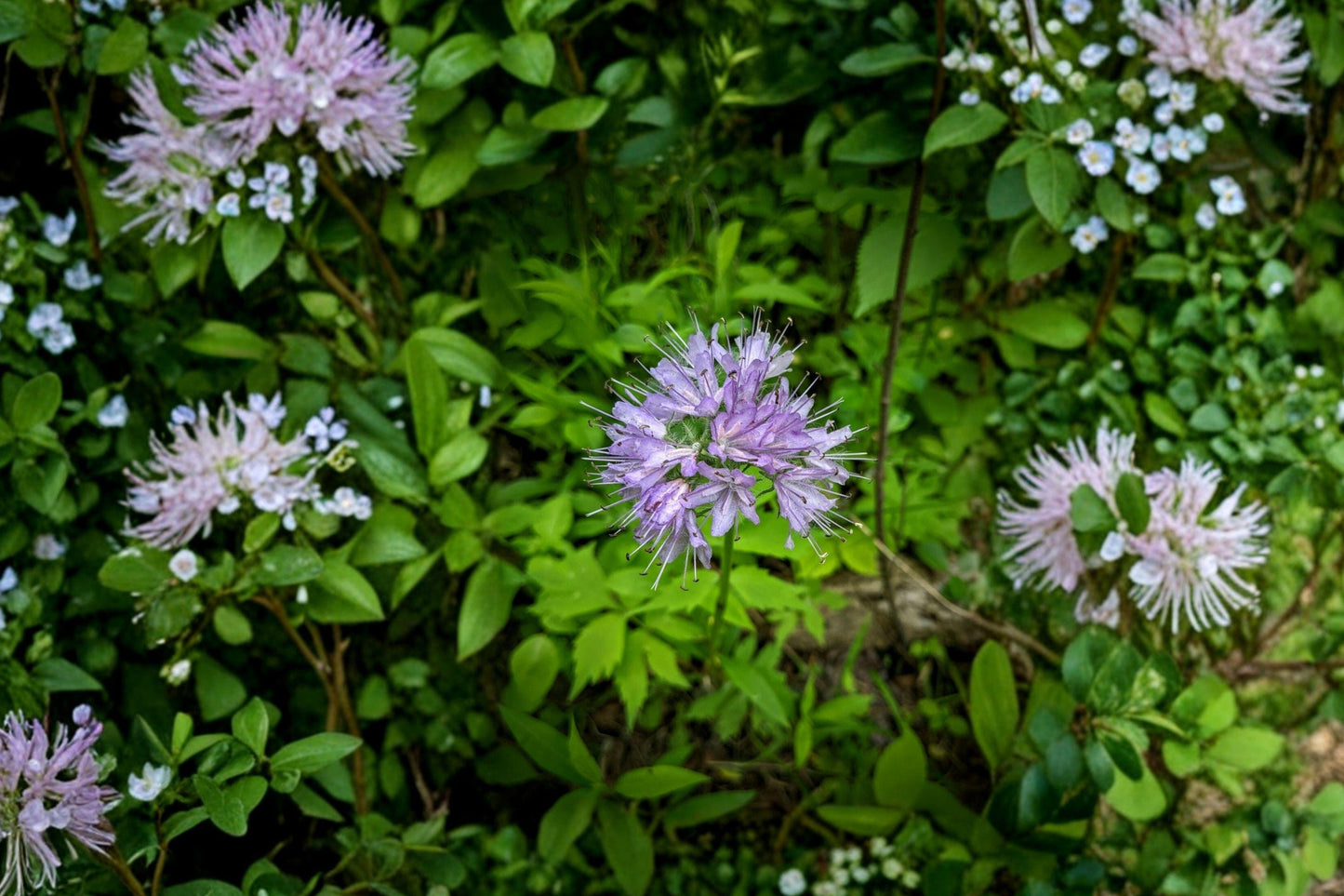 Virginia Waterleaf Seeds – Native Shade-Loving Perennial for Woodland Gardens, Pollinator Support, Hydrophyllum virginianum