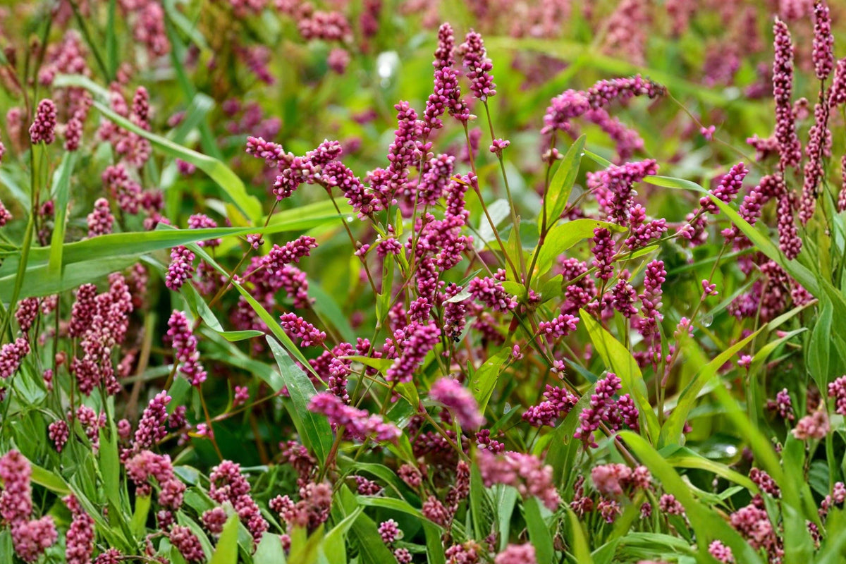 Pinkweed Seeds – Native Wildflower for Pollinator Gardens – Persicaria pensylvanica, Pink Flowering Annual, Moist Soil Tolerance