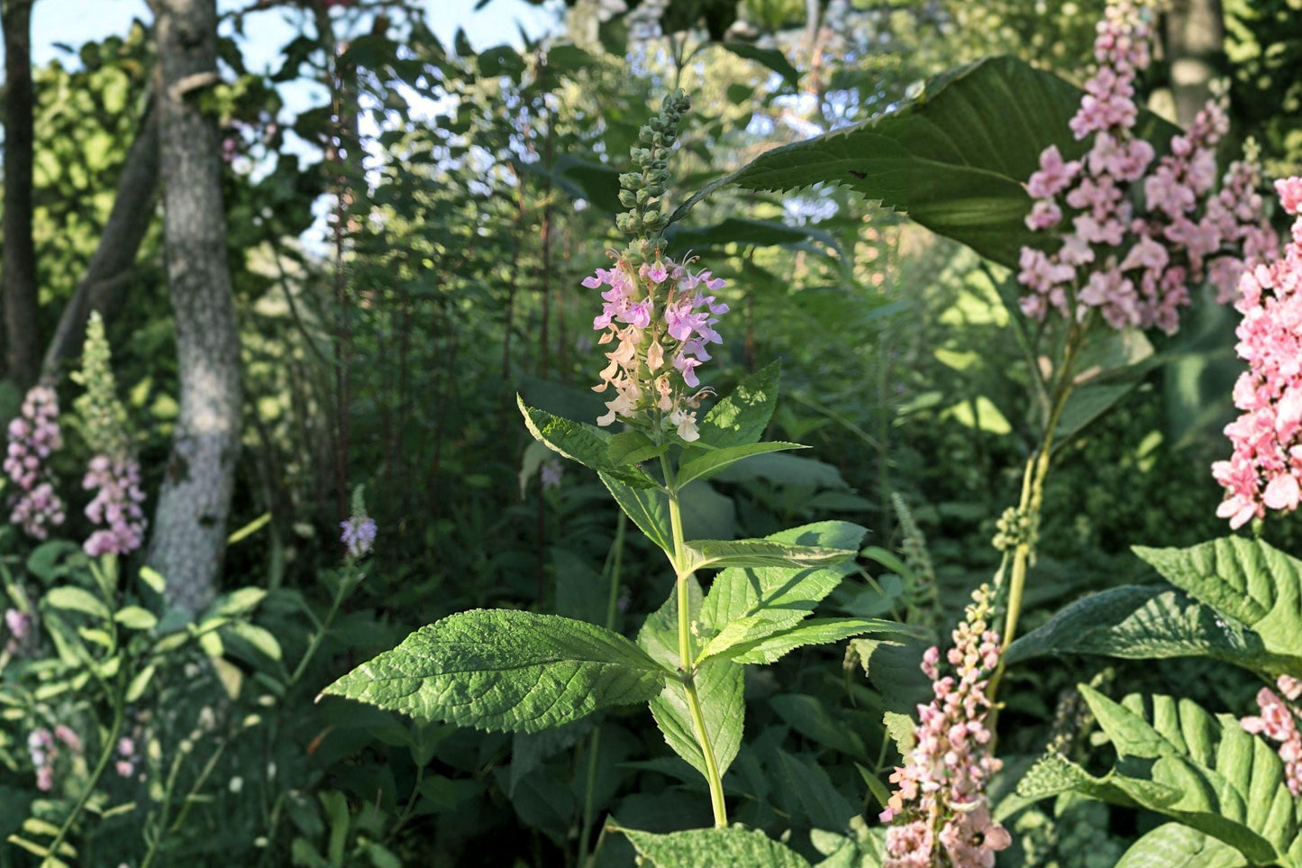 Teucrium Canadense Seeds – Native Pink Wildflower, Pollinator Meadow, American Germander, Perennial, Moist Soil, Bees & Butterflies