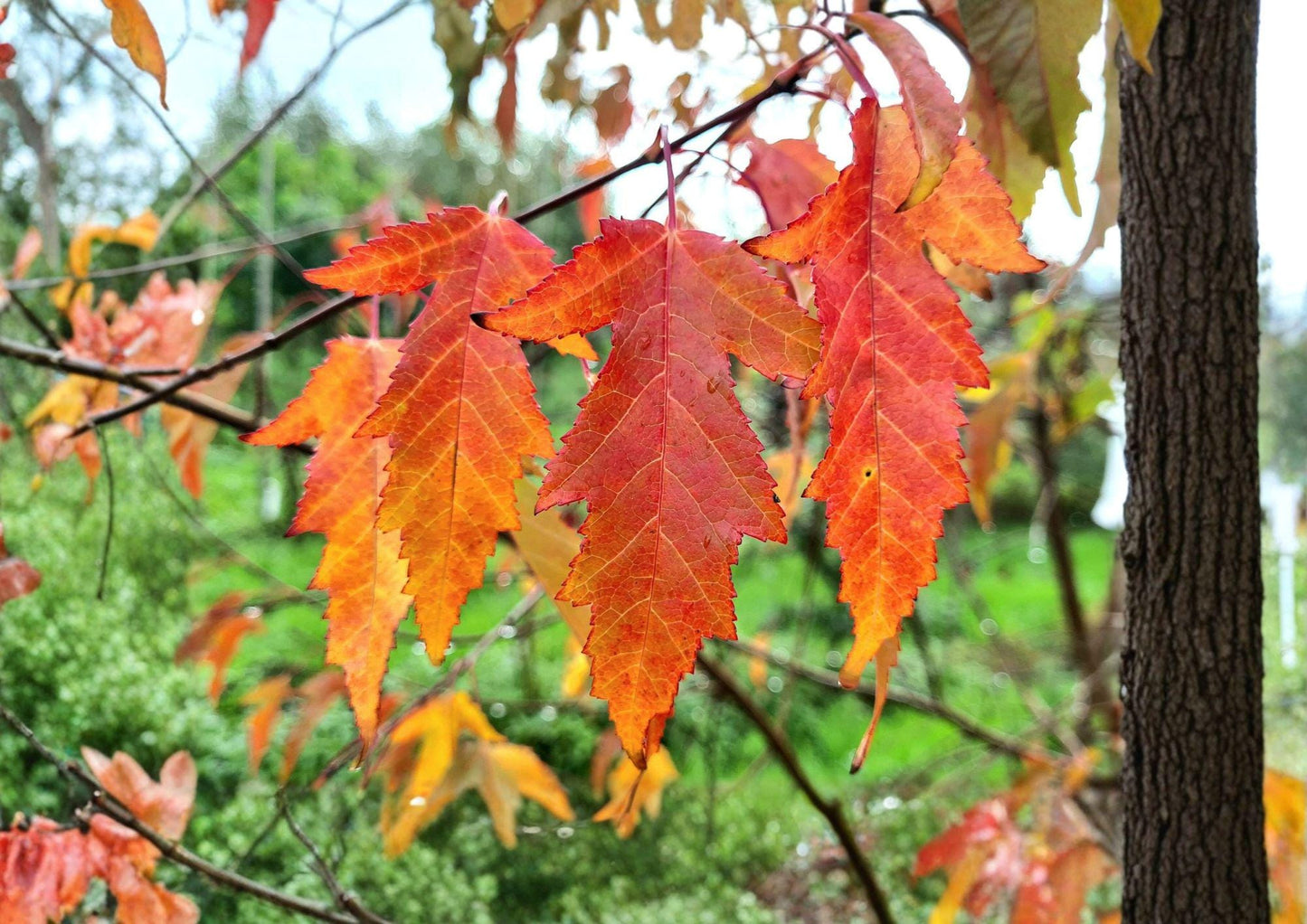 Amur Maple Tree Seeds – Acer Ginnala, Fiery Red Autumn Foliage, Bonsai Cultivation, Ornamental Tree Seeds