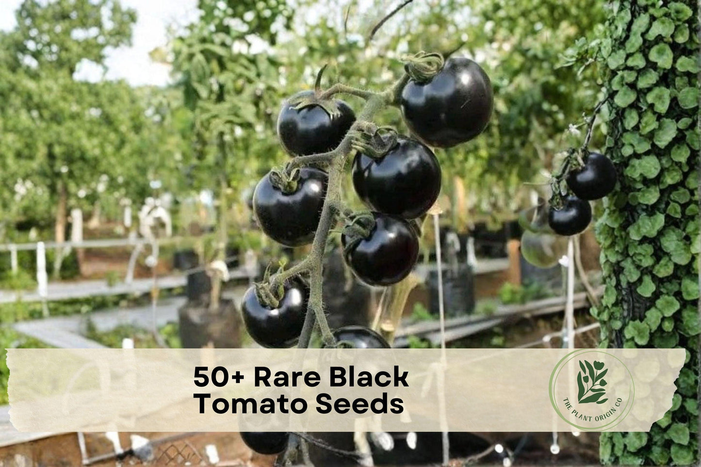 Black Tomato Seeds – Heirloom Exotic Dark Purple Fruit for Home Gardens & Containers, Solanum lycopersicum