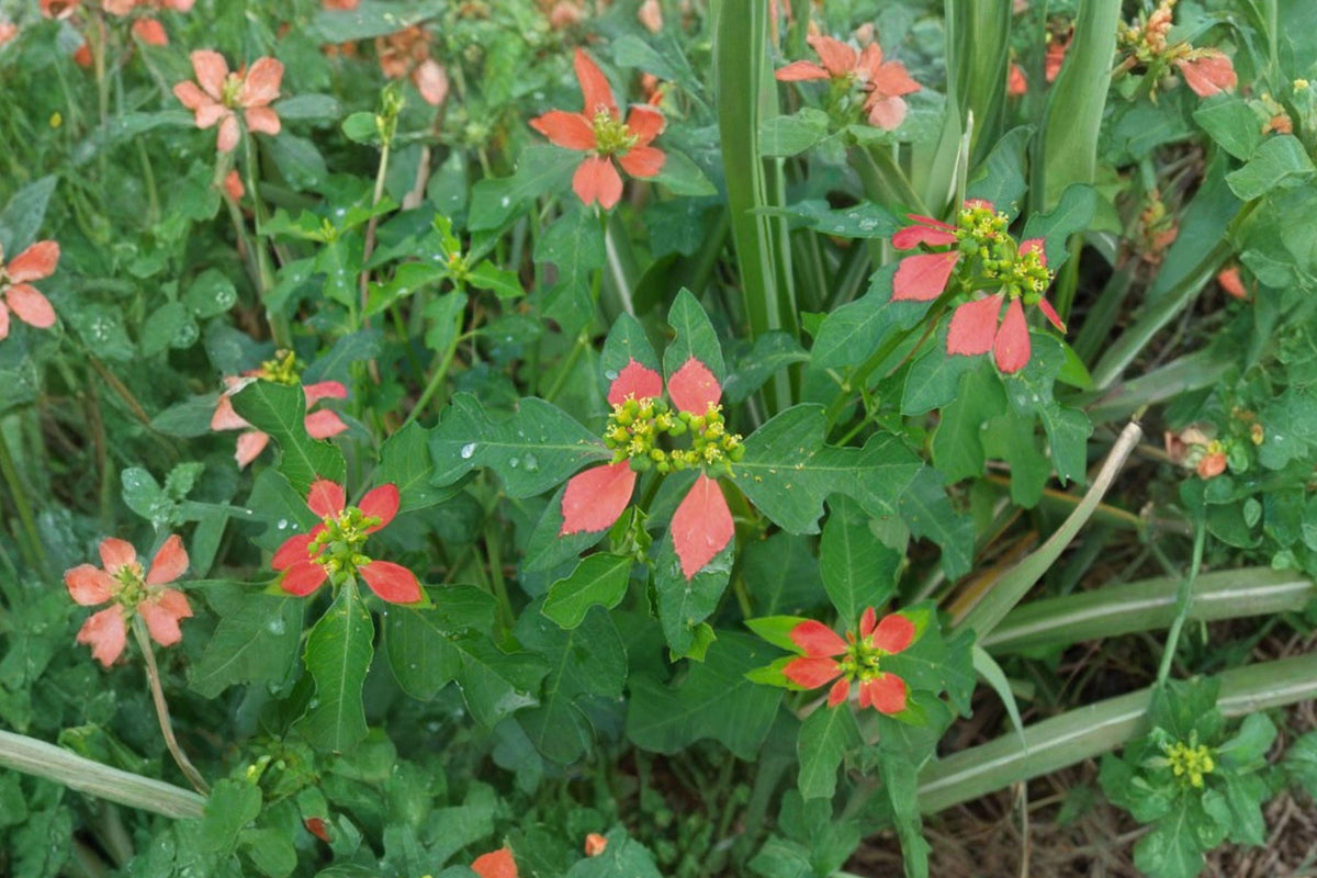 Fire on the Mountain Seeds – Colorful Annual Foliage Plant for Gardens, Euphorbia cyathophora, Vibrant Red Pink Cream Variegated Leaves