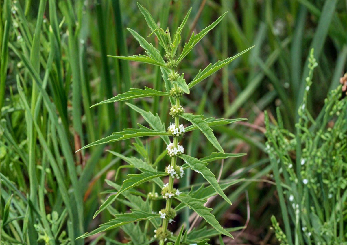 American Bugleweed Seeds – Native Wetland Perennial for Rain Gardens & Pollinator Support – Lycopus americanus (500 Seeds)