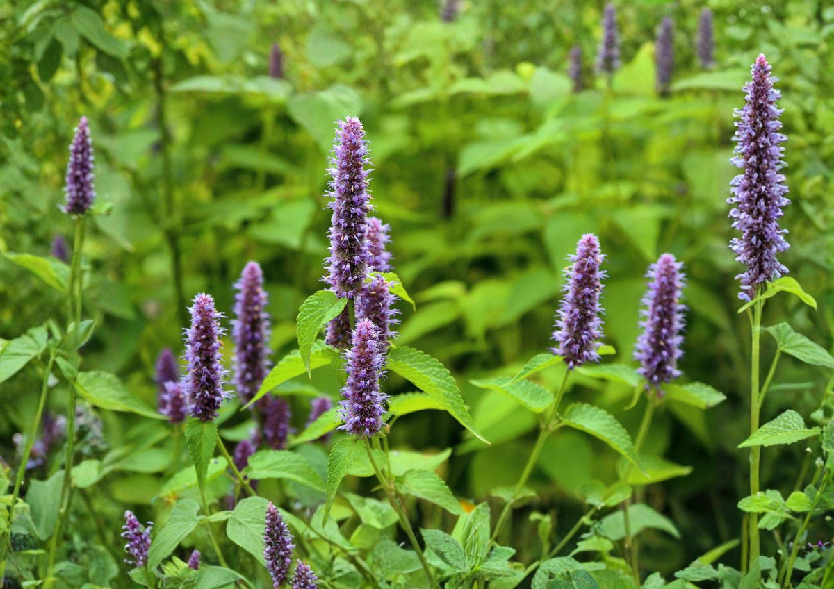 Anise Hyssop Seeds - Blue Giant Agastache, Licorice Mint, Perennial Herb, Lavender-Blue Flowers, Pollinator Plant, Agastache foeniculum
