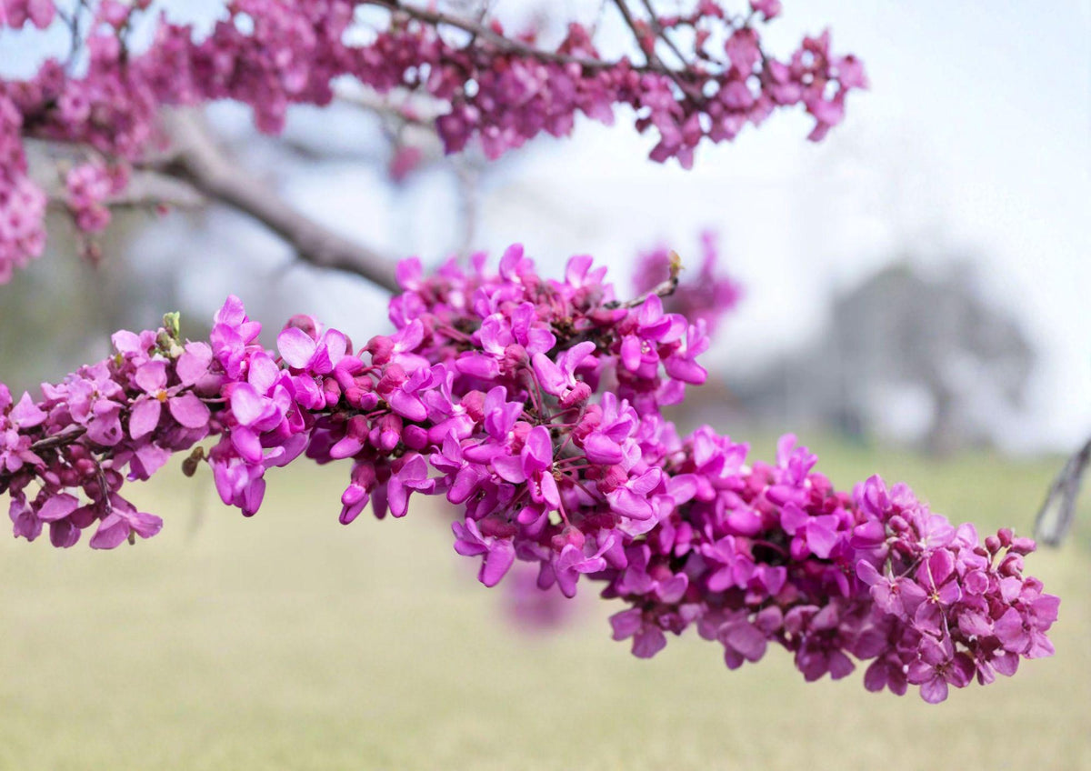 Giant Redbud Tree Seeds – Cercis gigantea, Pink Spring Blossoms, Large Heart-Shaped Leaves, Ornamental Landscape Plant