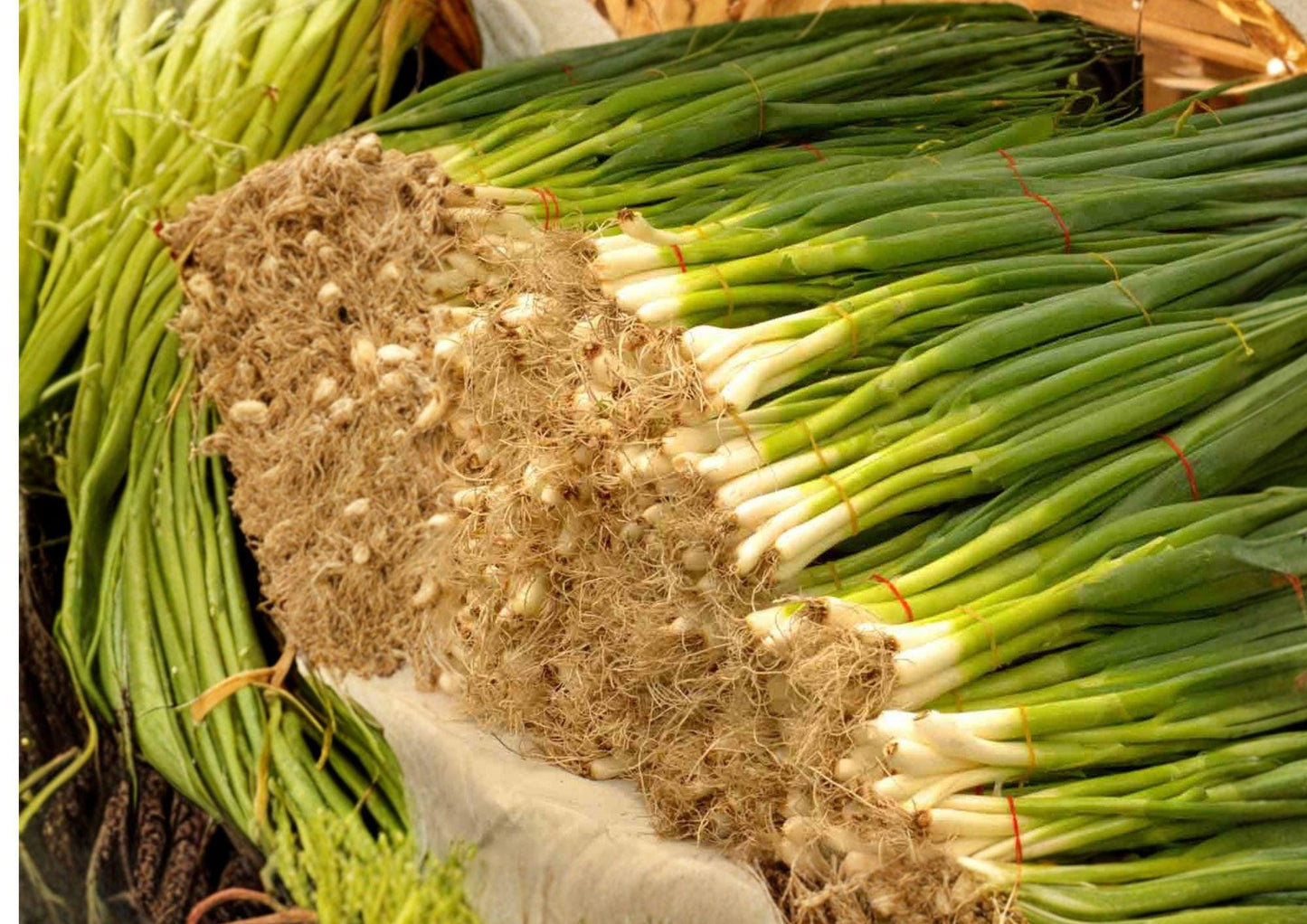 Evergreen Bunching Onion Seeds – Non-Bulbing Scallions for Continuous Harvest, Hardy Green Onion, Allium fistulosum