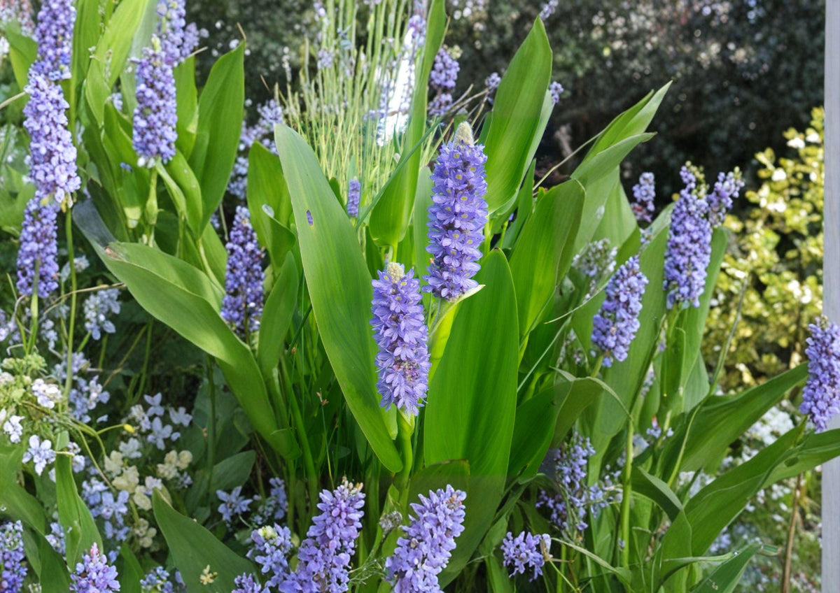 Pickerel Weed Seeds 10 Pack, Native Aquatic Perennial, Violet-Blue Flowers, Pontederia cordata, Water Garden Pond Plant