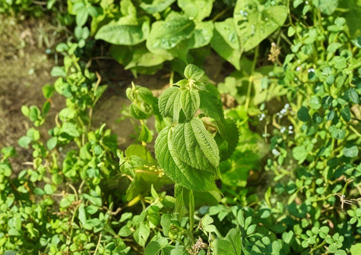 Boehmeria Cylindrica Seeds – Smallspike False Nettle for Shade Gardens, Woodland, Wetlands, Perennial, Native Plant Seeds