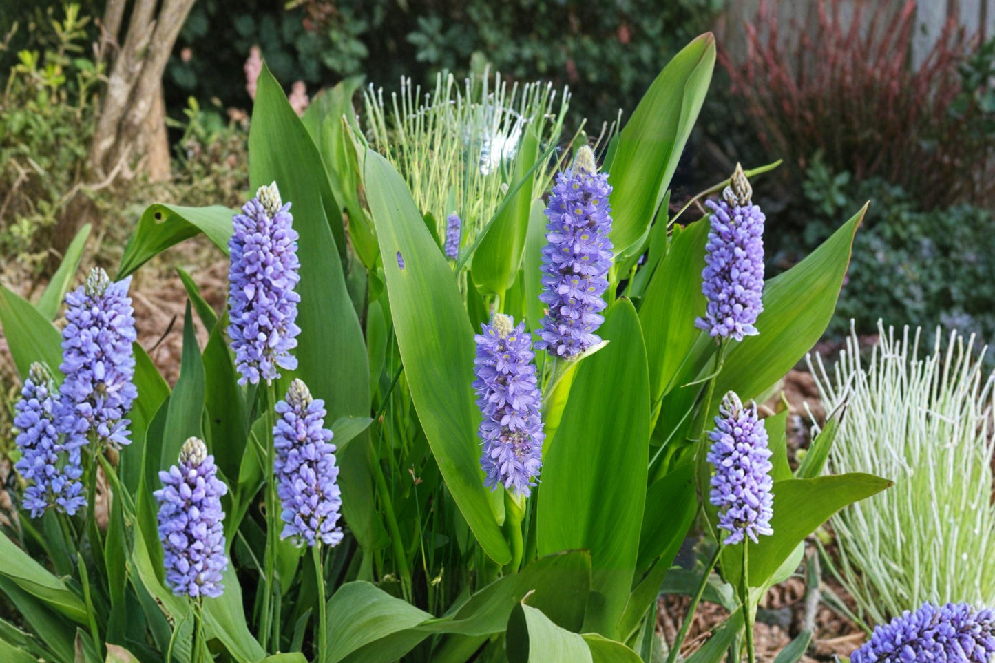 Pickerel Weed Seeds – Native Aquatic Perennial with Blue Violet Flower Spikes for Ponds & Water Gardens – Pontederia cordata