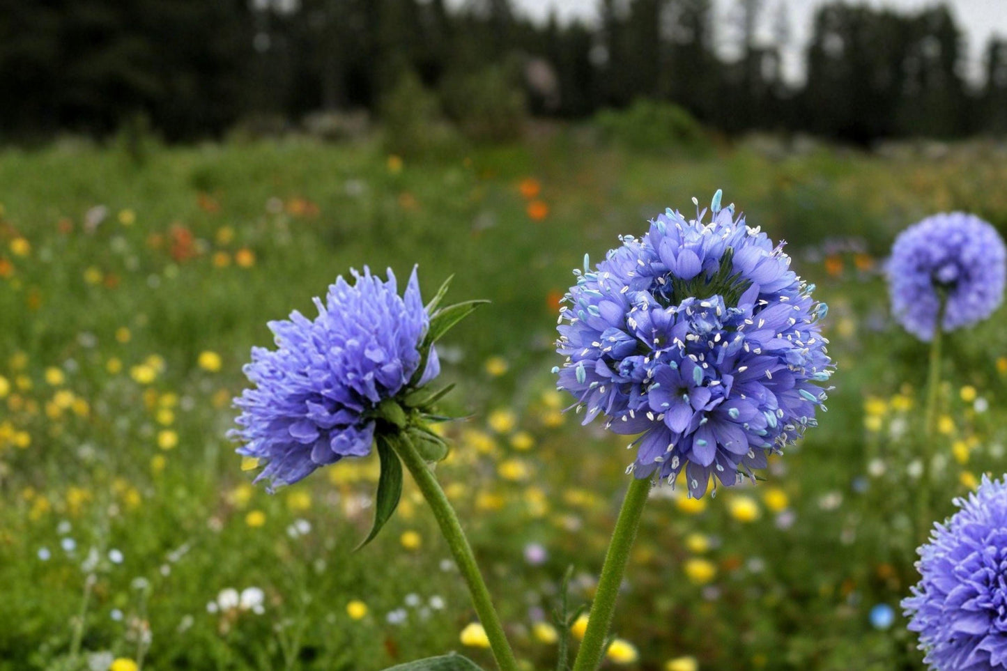 Globe Gilia Seeds – Blue Pom Pom Blooms, Native Wildflower, Gilia capitata, Pollinator Attracting, Easy to Grow, 100 Seeds
