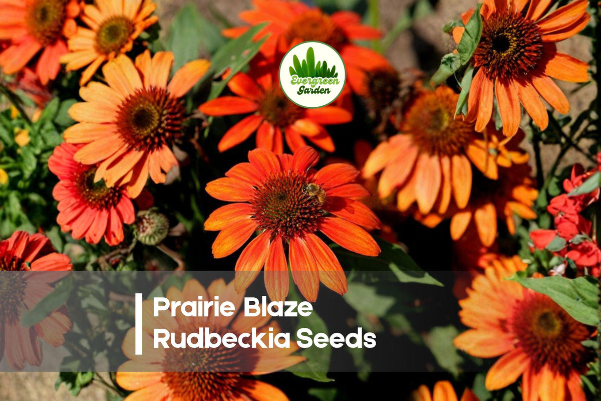 Prairie Blaze Rudbeckia Seeds – Bright Red, Orange, Yellow Flowers, Perennial, Rudbeckia spp., Pollinator-Friendly, Long-Blooming