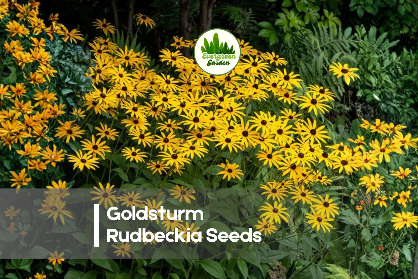 200+ Goldsturm Rudbeckia Seeds | Bright Yellow Flowers, Black Centers | Perennial, Rudbeckia fulgida, Pollinator-Friendly