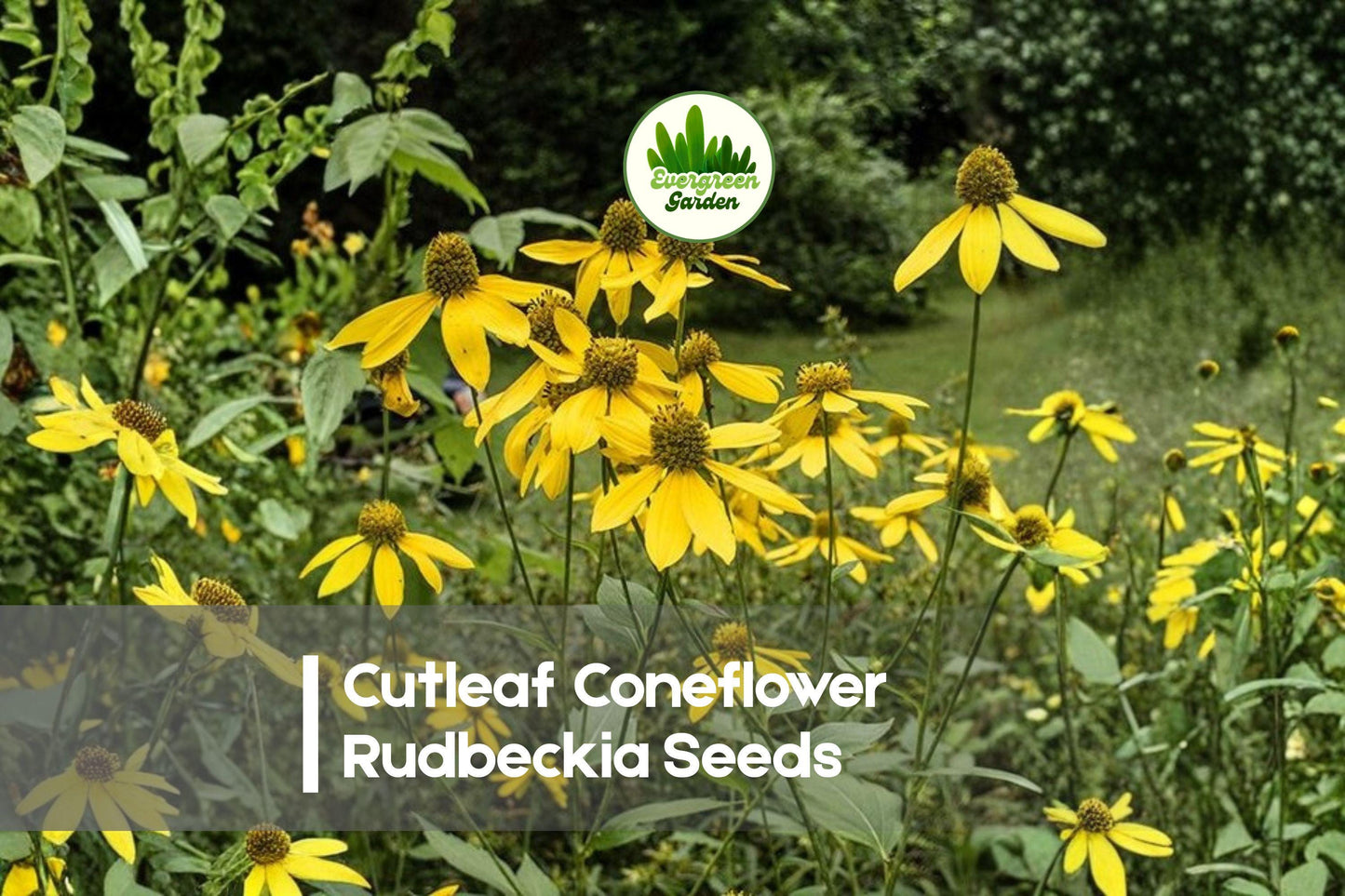 Cutleaf Coneflower Rudbeckia Seeds - Bright Yellow, Tall Perennial, Attracts Pollinators, Rudbeckia laciniata, Wildflower Garden Seeds