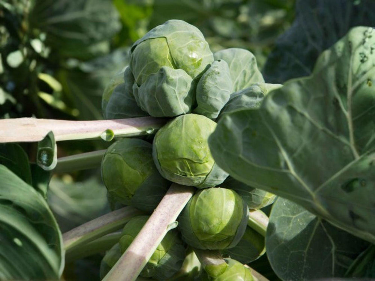 Catskill Brussels Sprouts Seeds – 500 Heirloom, Cold Hardy, Large Firm Sprouts, Full Sun, Fall Harvest, Brassica oleracea