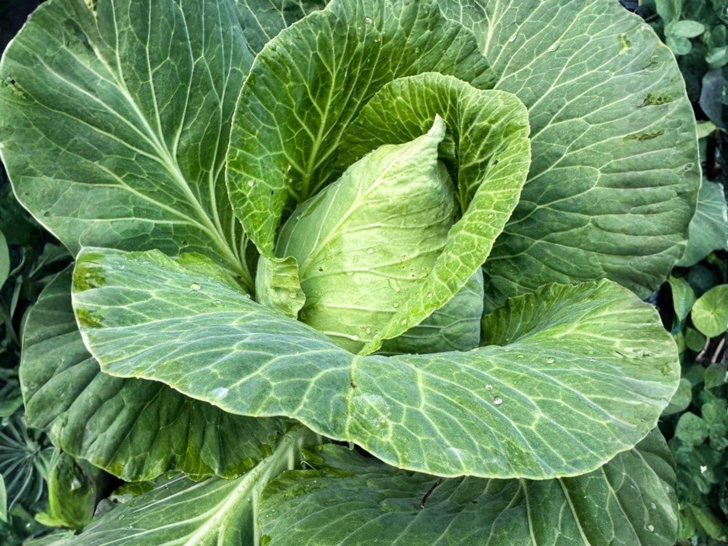 Early Jersey Wakefield Cabbage Seeds – 500 Heirloom Vegetable Seeds for Cool-Season Gardening, Pointed Head, Fast Maturing