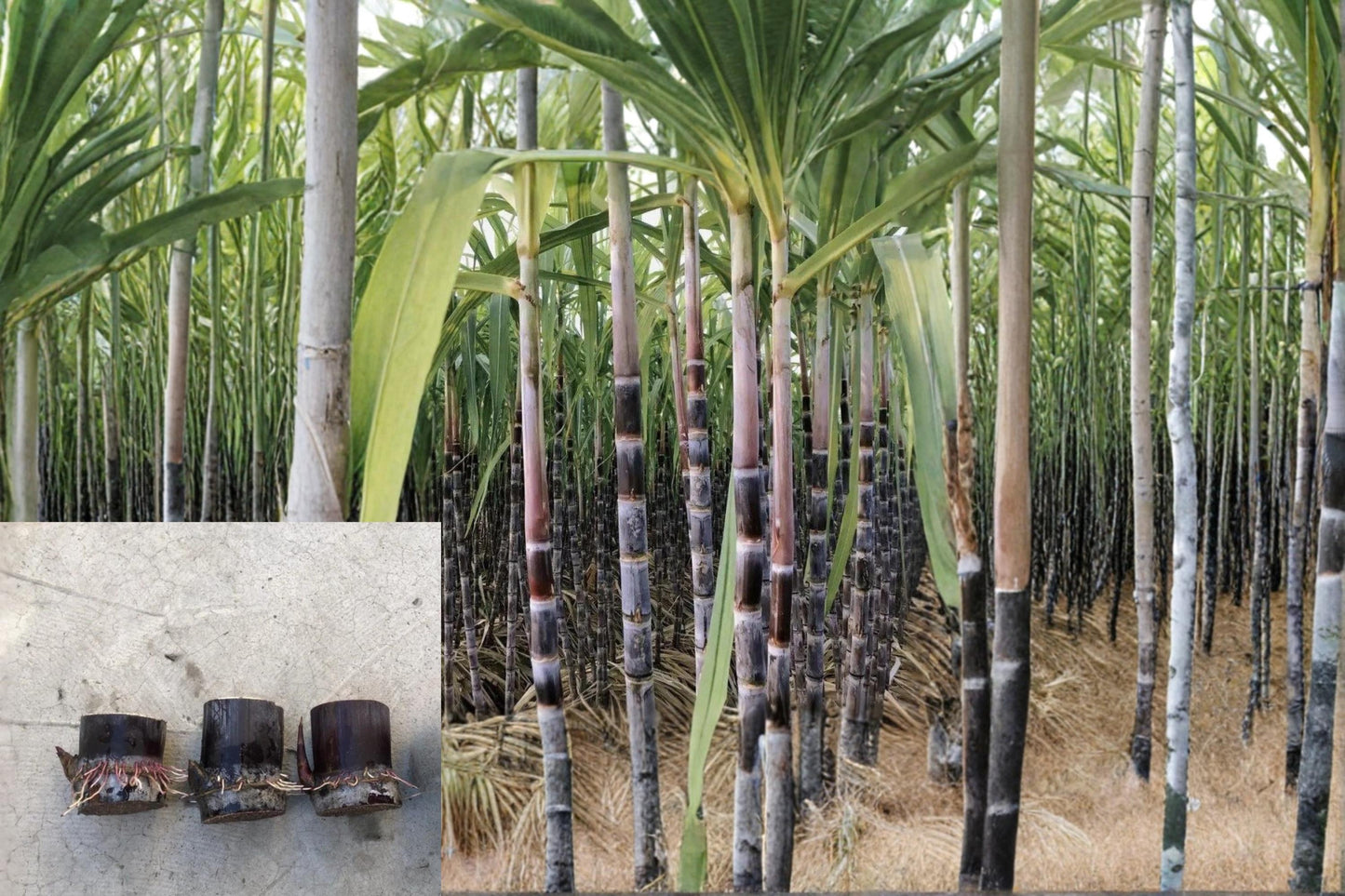 Rooted Sugarcane Cuttings – Dark Purple Saccharum officinarum, Tropical Grass, Sweet Cane Plant, Full Sun, Perennial