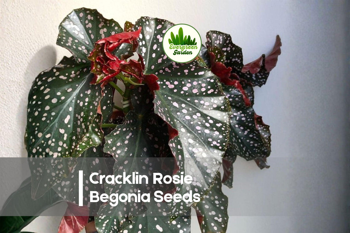 Cracklin Rosie Begonia Seeds – Bright Pink-Red Blooms, Compact, Shade-Tolerant, 25 Seeds, Begonia spp.