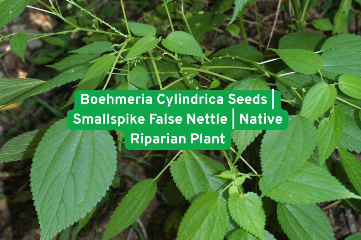 Boehmeria Cylindrica Seeds | Smallspike False Nettle | Native Riparian Wetland Plant for Rain Gardens & Stream Banks