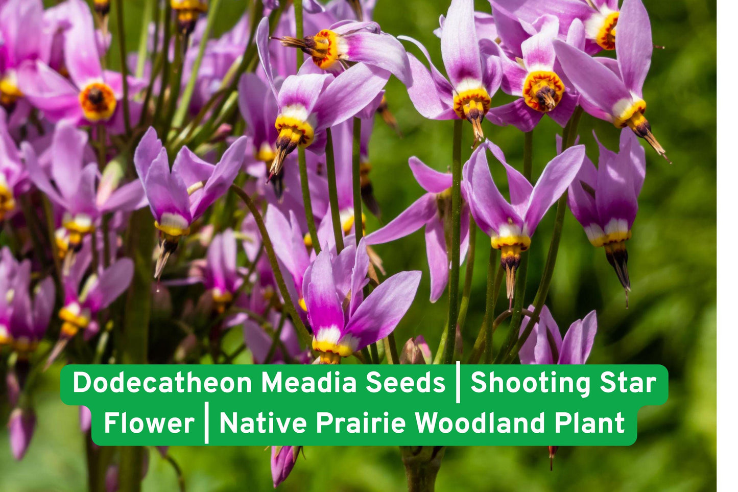 Dodecatheon Meadia Seeds | Shooting Star Flower | Native Prairie Woodland Wildflower Seeds for Pollinator Gardens