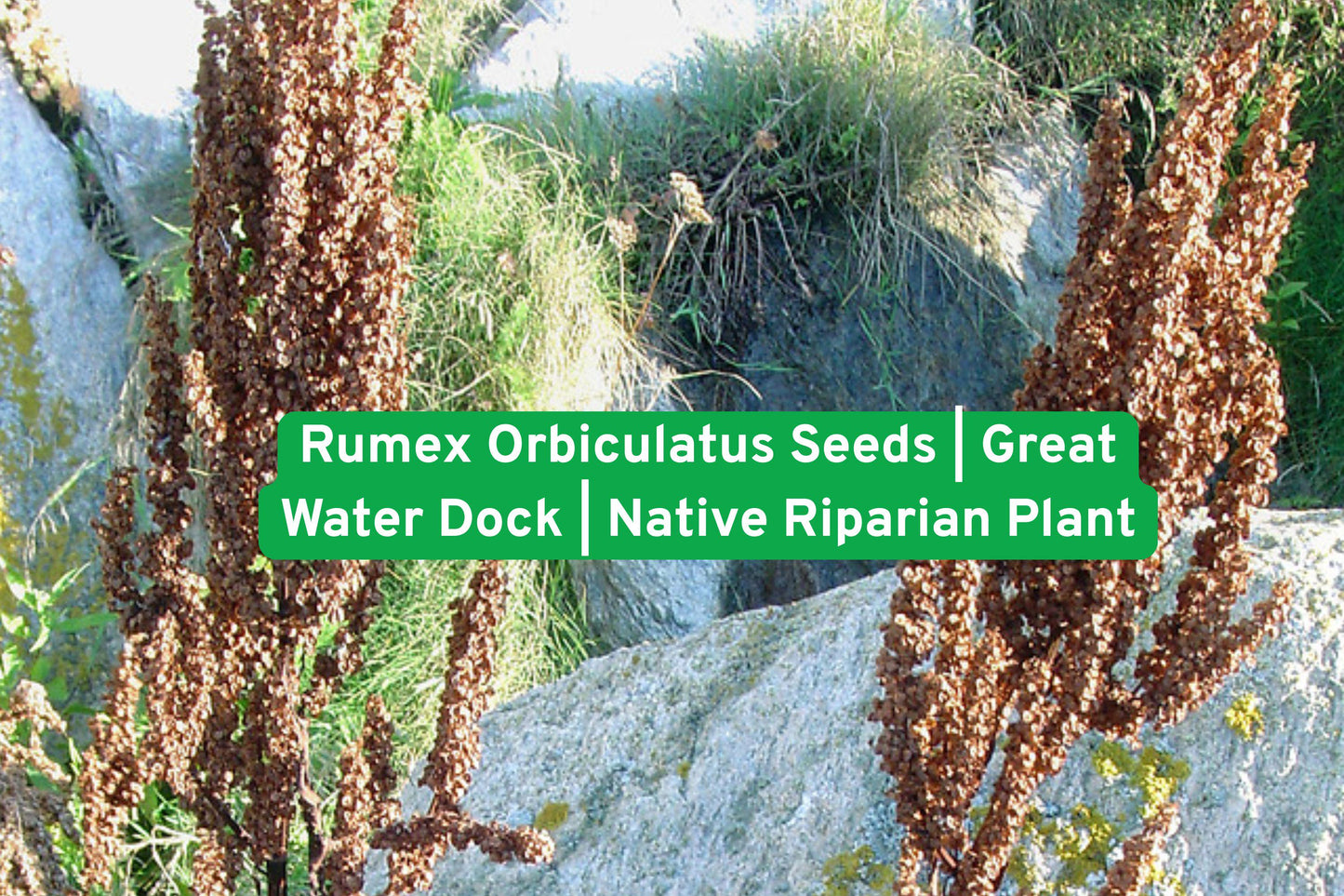 Water Dock Seeds, Native Wetland Plant, Rumex orbiculatus, Perennial for Rain Gardens, Stream Banks & Pond Edges