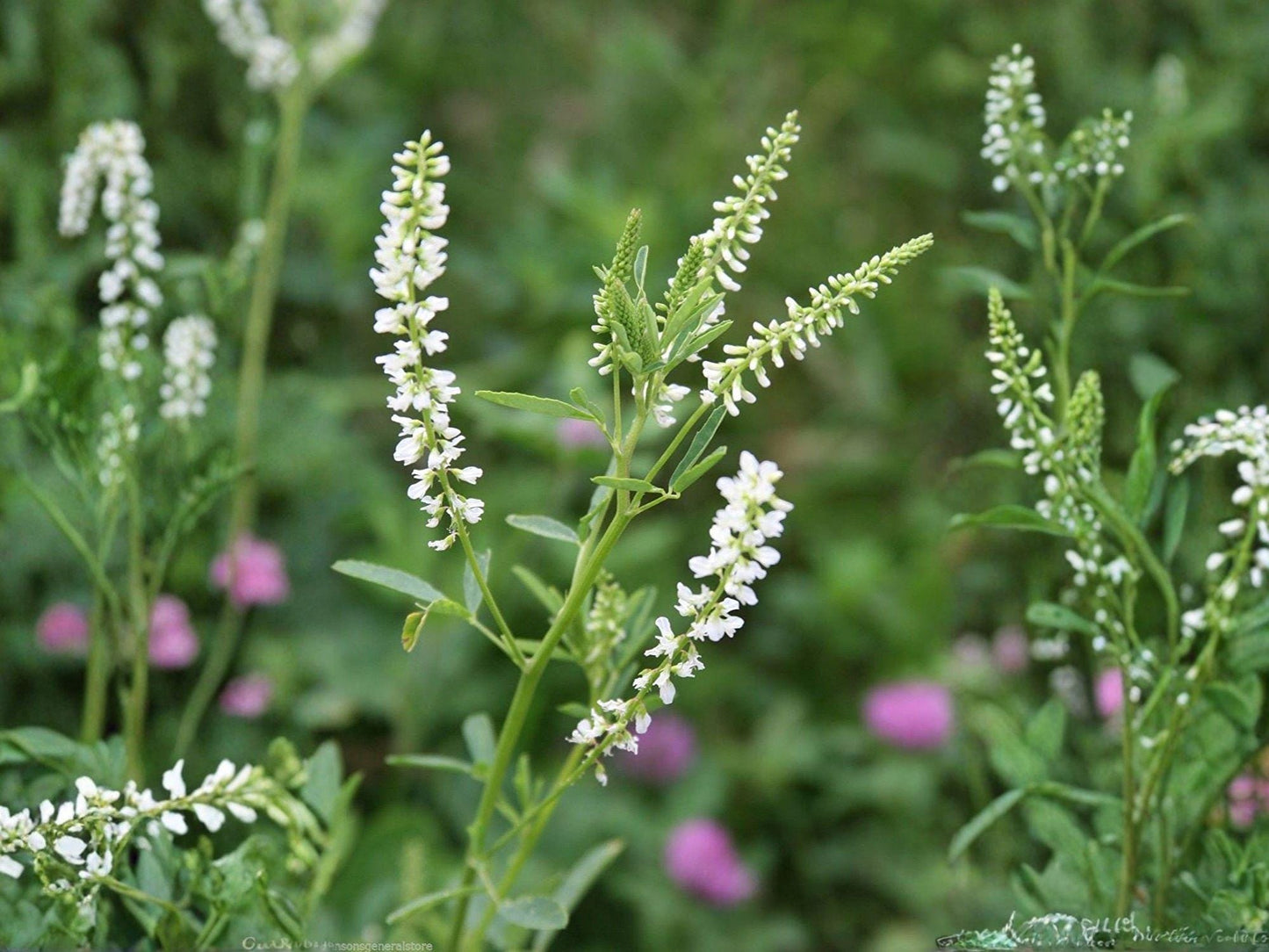 White Blossom Sweet Clover Seeds – Organic Heirloom Non-GMO Flower Seeds for Cottage Gardens & Natural Landscapes