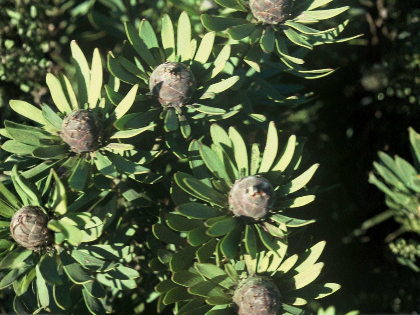 Leucadendron pubescens Seeds – Rare South African Evergreen Shrub for Drought Tolerance & Mediterranean Gardens