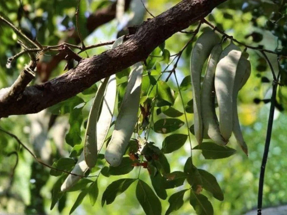 Gleditsia sinensis Seeds – Chinese Honeylocust Soap Bean Tree – Ornamental Deciduous Tree for Gardens & Landscapes