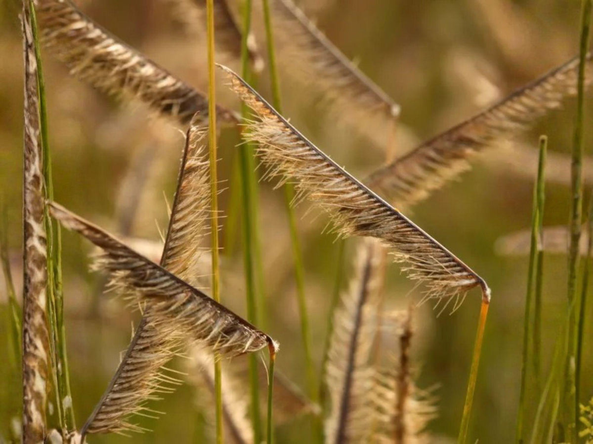 Bouteloua gracilis Blue Grama Seeds – Native Prairie Grass for Drought Tolerance & Xeriscape Landscaping