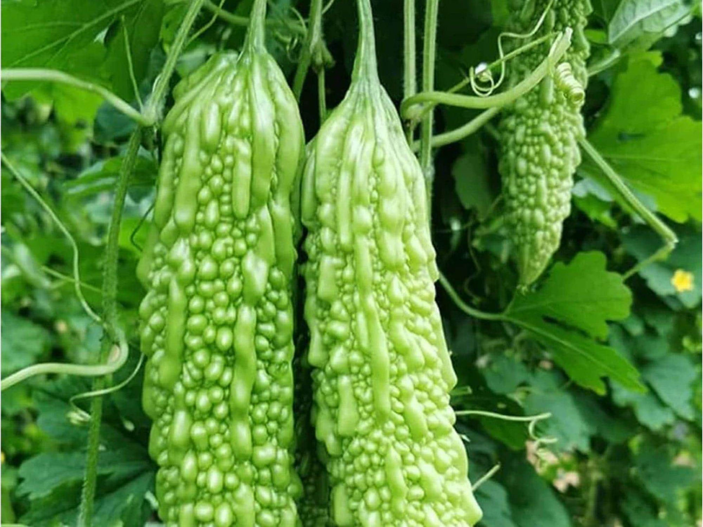 Dark Jade Bitter Melon Seeds | Hybrid Asian Gourd, Momordica charantia, Non-GMO, Edible Vining Vegetable