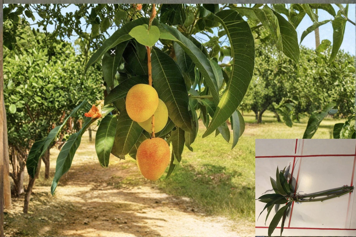 Carrie Mango Scions for Grafting – Mangifera indica ‘Carrie’ Tropical Fruit Tree Cuttings