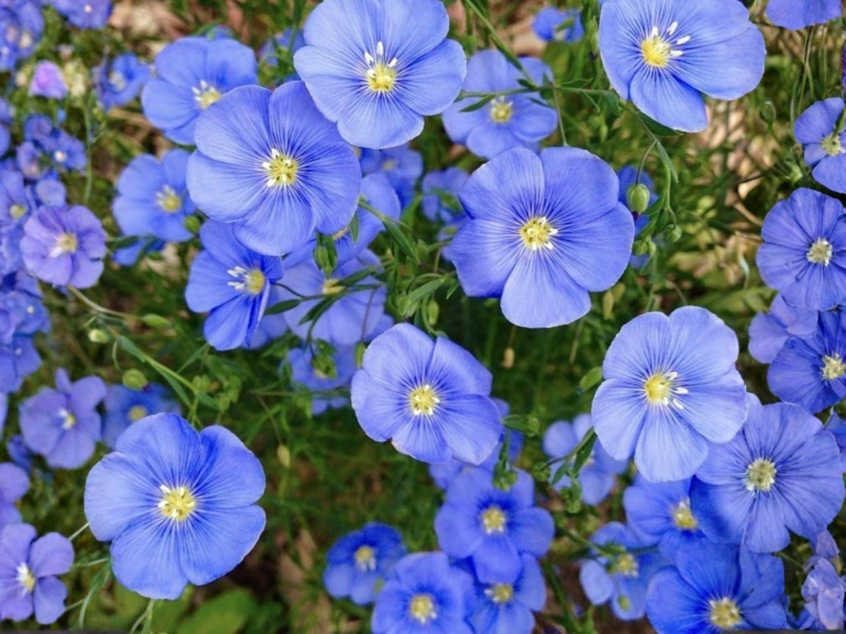 Perennial Blue Flax Seeds – Heirloom Non-GMO Linum perenne for Cottage, Meadow & Garden Planting