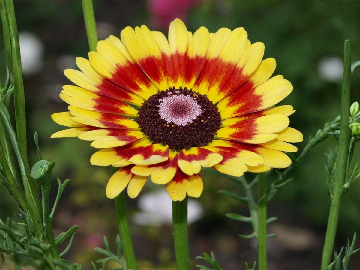 Painted Daisy Seeds – Heirloom Non-GMO Glebionis Carinata Flower Seeds for Garden, Borders & Meadow Gardens