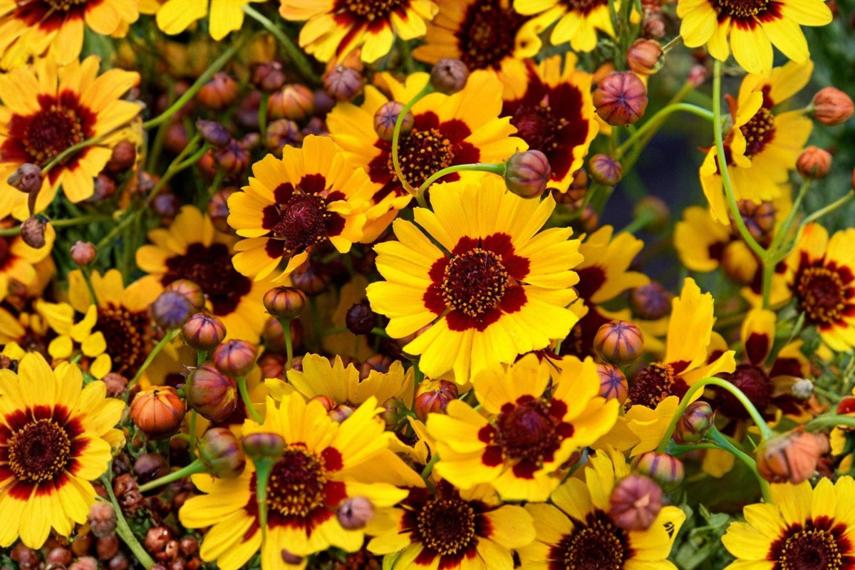 Golden Wave Tickseed Seeds - Bright Yellow Coreopsis basalis Wildflower for Borders, Meadows, Pollinator Gardens