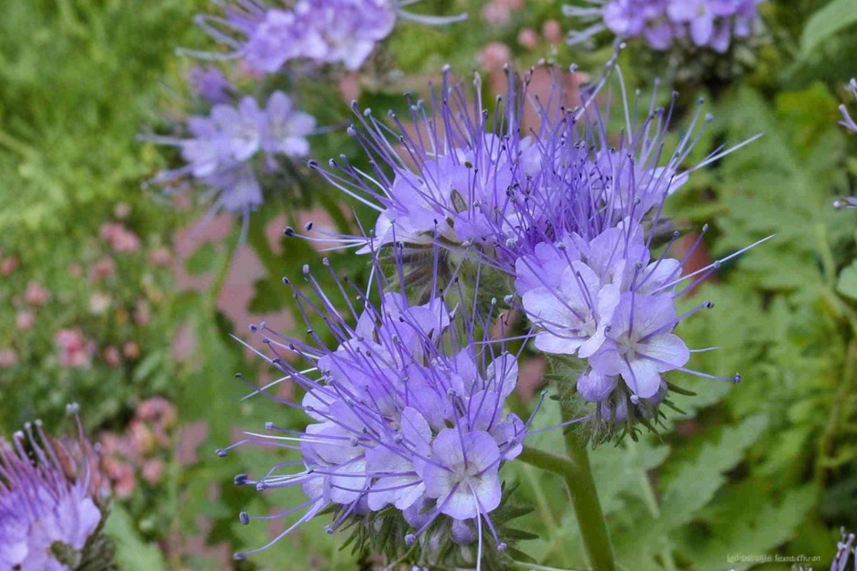 Lacy Phacelia Seeds - Purple Wildflower, Bee Friendly Pollinator Garden, Phacelia tanacetifolia, 100 Seeds